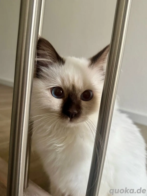 Abgabebereit! :) Noch 2 reinrassige, verschmuste Heilige Birma Kitten  Kater