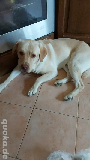 Suche liebevolles Zuhause 