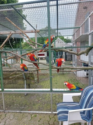 junge hell rote ara,s Bild 2