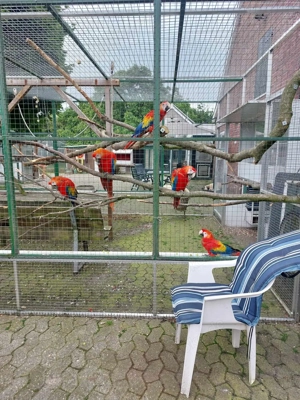 junge hell rote ara,s Bild 3