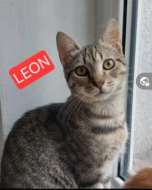 Leon Schmusekater sucht Familie zum kuscheln