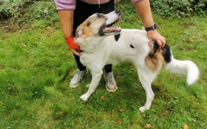 Kuschelbär Quinny sucht seine Familie Bild 4