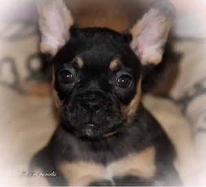 Französische Bulldoggen Welpen von komplett ausgewerteten Elterntieren