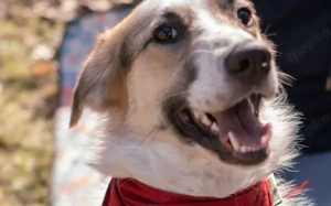 Kuschelbär Quinny sucht seine Familie Bild 3