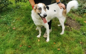 Kuschelbär Quinny sucht seine Familie Bild 5