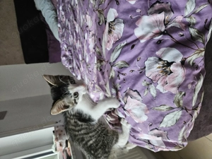 Babykatze von 3monaten zu verkaufen 