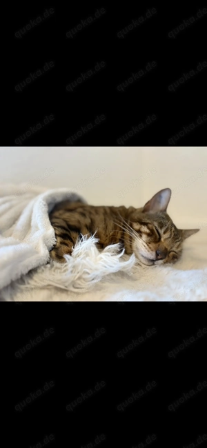 Liebenswerter Kater zu verkaufen