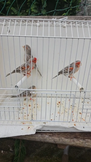 Achat rot mosaik Bild 2