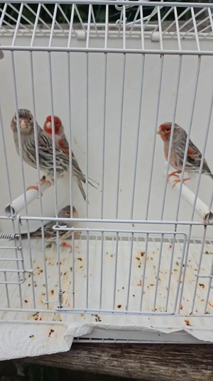 Achat rot mosaik Bild 3