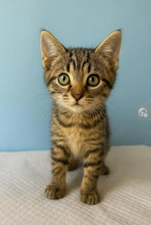 Princess Kleines Tigermädel sucht ihre verkuschelte Familie