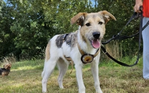 Wuscheliges Hundemädchen Paula