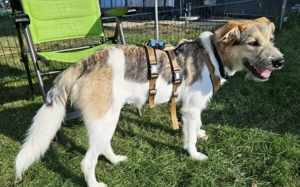 Wuscheliges Hundemädchen Paula