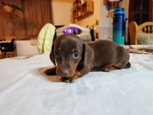 Zwergackel Shokolatte