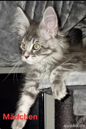 Reinrassige Meine Coon Kitten abgabebereit(geimpft,sterelisiert,gechipt,entwurmt