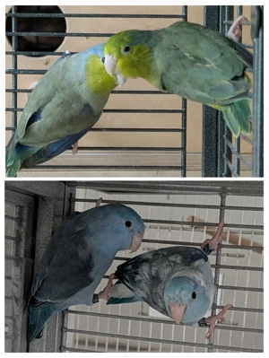 sperlingspapagei Zuchtpärchen pro Paar 60 Euro 