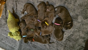 Labrador Arbeitslinie Schoko Welpen