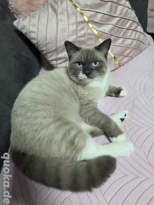 BKH mix Kater katriert abzugeben