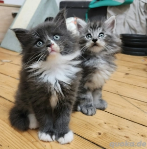 Maine Coon Katzenbabys 