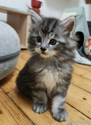 Maine Coon Katzenbabys 1 Kater noch 