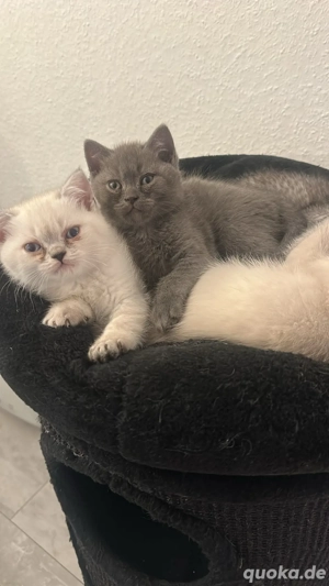 BKH kitten Blau Grau 