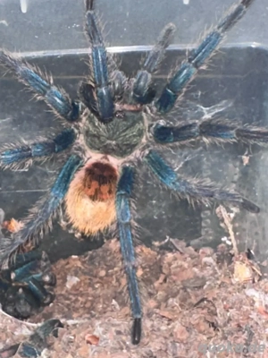 vogelspinnen chromatopelma cynapubscens