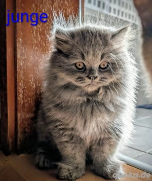 Wundervolle bkh kitten in liebe hände abzugeben 