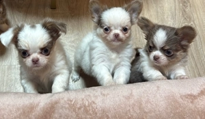 Chihuahua Welpen 