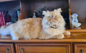 Jacko sucht Ruhe und Geborgenheit Bild 2