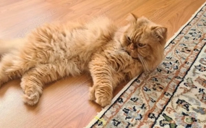 Jacko sucht Ruhe und Geborgenheit Bild 3