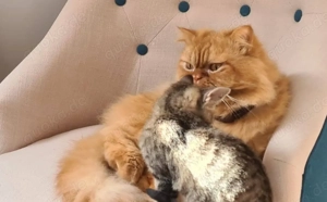 Jacko sucht Ruhe und Geborgenheit Bild 4