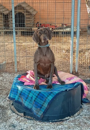 Mischlingsrüde Anton sucht Zuhause