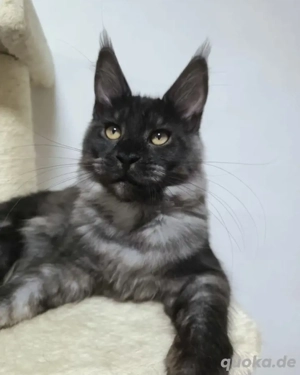 Maine Coon mit Stammbaum