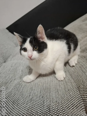 Kleines Kätzchen sucht ein schönes Zuhause 