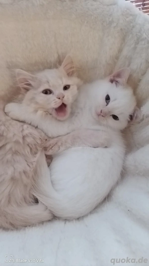 Britisch kurzhaar langhaar und kurzhaar