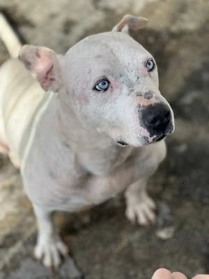 Ettore sucht sein Zuhause