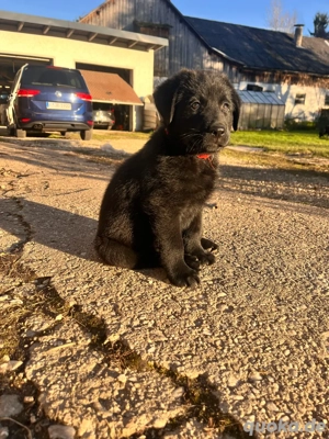  Sheprador ( Labrador+ Weißer Schäferhund) 