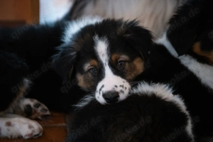 Australien Shepard Mix Welpen 