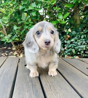  Dackeldame, 12 Wochen alt, möchte in Ihre Familie ziehen