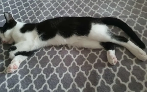 Solan sucht ein Für-Immer-Zuhause zum Kuscheln und Spielen! Bild 3