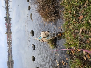 Mischlingsrüde Nacho sucht sein Zuhause Bild 5