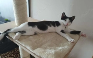 Solan sucht ein Für-Immer-Zuhause zum Kuscheln und Spielen! Bild 5