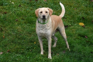 Mischlingsrüde Nacho sucht sein Zuhause Bild 2