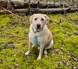 Mischlingsrüde Nacho sucht sein Zuhause Bild 6