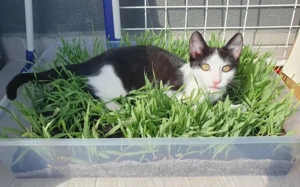 Solan sucht ein Für-Immer-Zuhause zum Kuscheln und Spielen! Bild 4