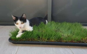 Solan sucht ein Für-Immer-Zuhause zum Kuscheln und Spielen! Bild 2