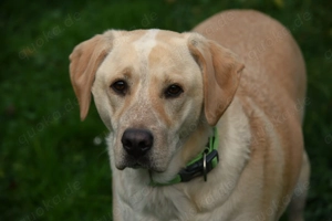 Mischlingsrüde Nacho sucht sein Zuhause Bild 4