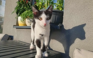 Solan sucht ein Für-Immer-Zuhause zum Kuscheln und Spielen!