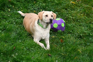 Mischlingsrüde Nacho sucht sein Zuhause Bild 3