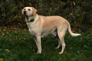 Mischlingsrüde Nacho sucht sein Zuhause Bild 8