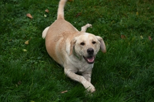 Mischlingsrüde Nacho sucht sein Zuhause Bild 9